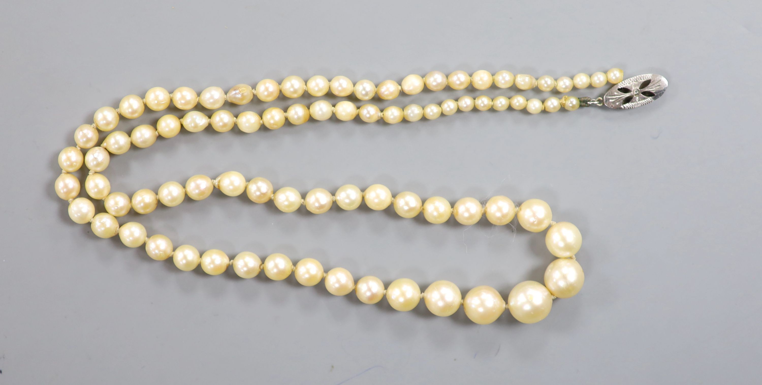 A single strand graduated cultured pearl necklace, with detaches white metal clasp, 44cm.